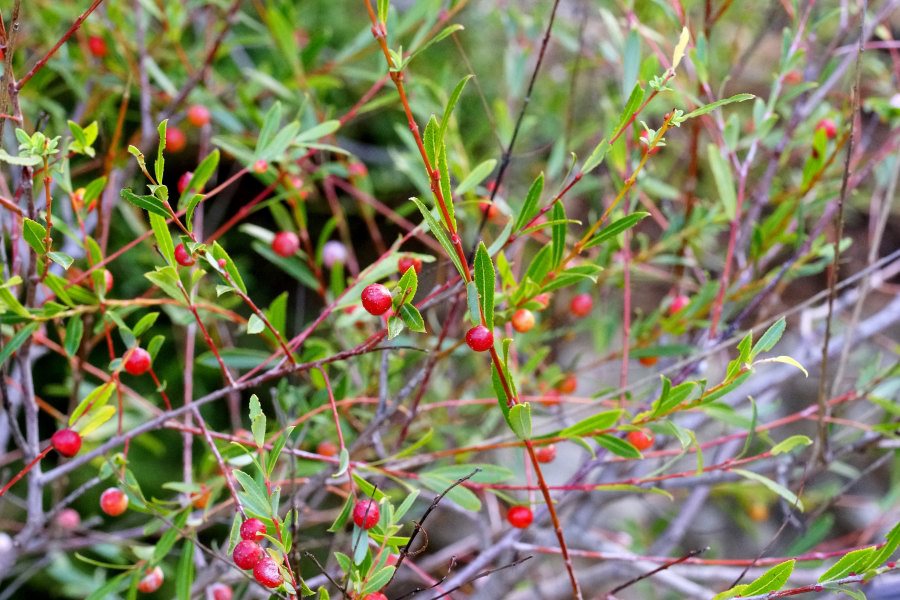 Salix purpurea con galle di Pontania viminalis